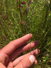 Scribneria bolanderi