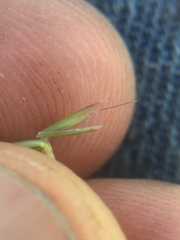 Scribneria bolanderi