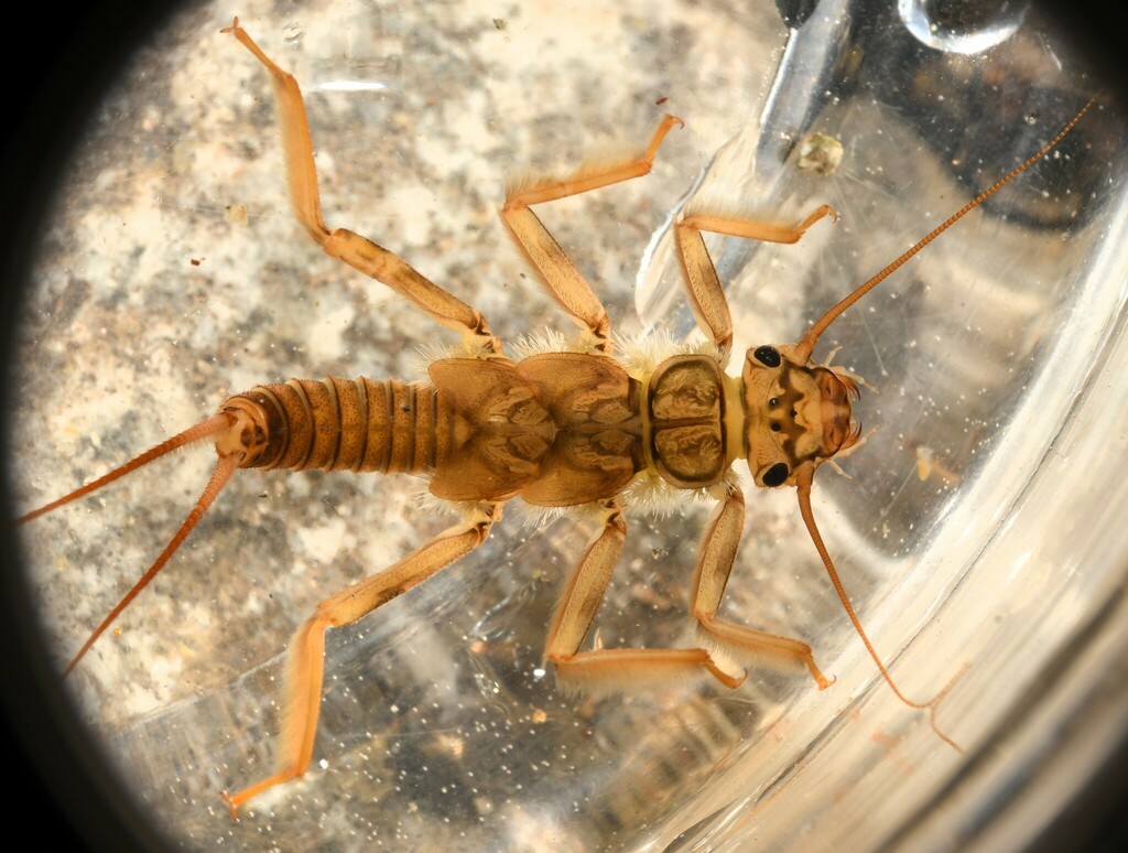 Doroneuria