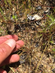 Scribneria bolanderi