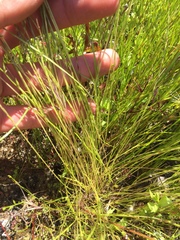 Scribneria bolanderi