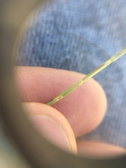 Scribneria bolanderi