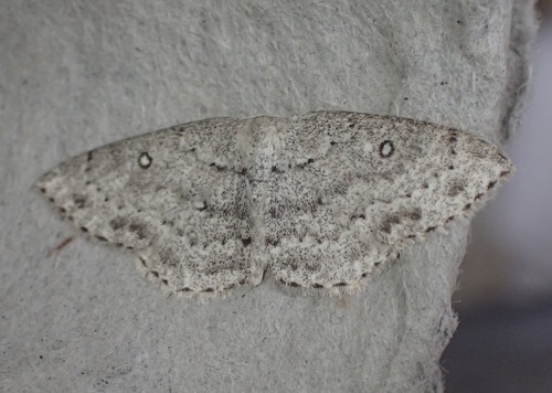 Sweetfern Geometer Moth photo 5