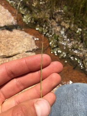 Scribneria bolanderi