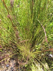 Scribneria bolanderi