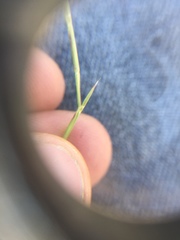 Scribneria bolanderi