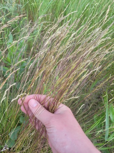 furrowed fescue (Festuca rupicola)