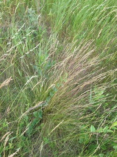 Festuca rupicola, photograph 2