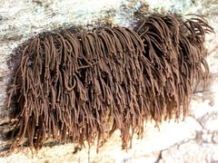 Stemonitis axifera