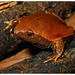 Brown Egg Frog - Photo (c) Pedro Ivo, some rights reserved (CC BY-NC), uploaded by Pedro Ivo