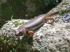 Silvascincus murrayi