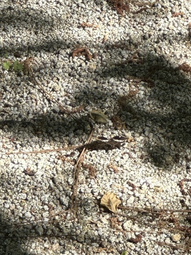iNaturalist observation photo of California Sister