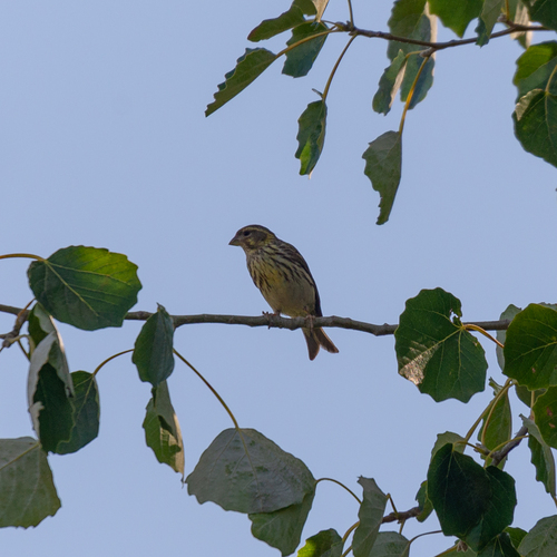 Serín verdecillo (Serinus serinus)