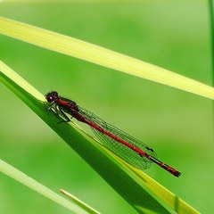 Pyrrhosoma