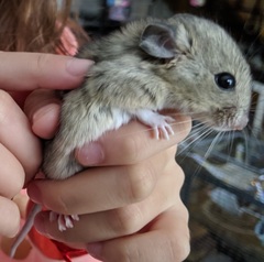 Big-Eared Woodrat photo 5
