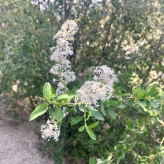 Ceanothus integerrimus
