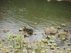 Trachemys venusta cataspila