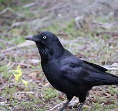 Little Raven photo 3
