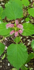 Lamium orvala