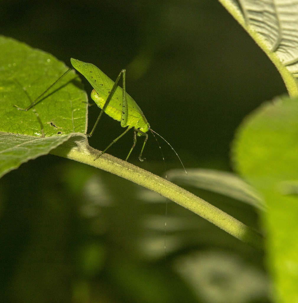 Prohimerta maculosa