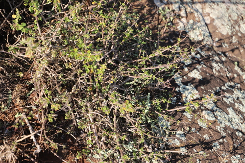 Image of Aeollanthus parvifolius by (c) Suvarna Parbhoo Mohan, some rights reserved (CC BY-SA)