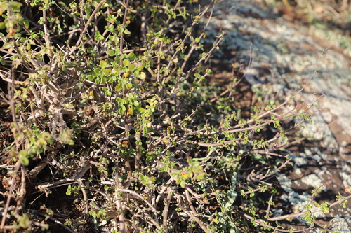 Image of Littleleaf Rocksage (Aeollanthus parvifolius) by (c) Suvarna Parbhoo Mohan, some rights reserved (CC BY-SA)