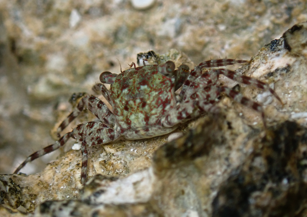 Hairy-fingered Rock Crab