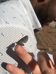 Sangalopsis microleuca