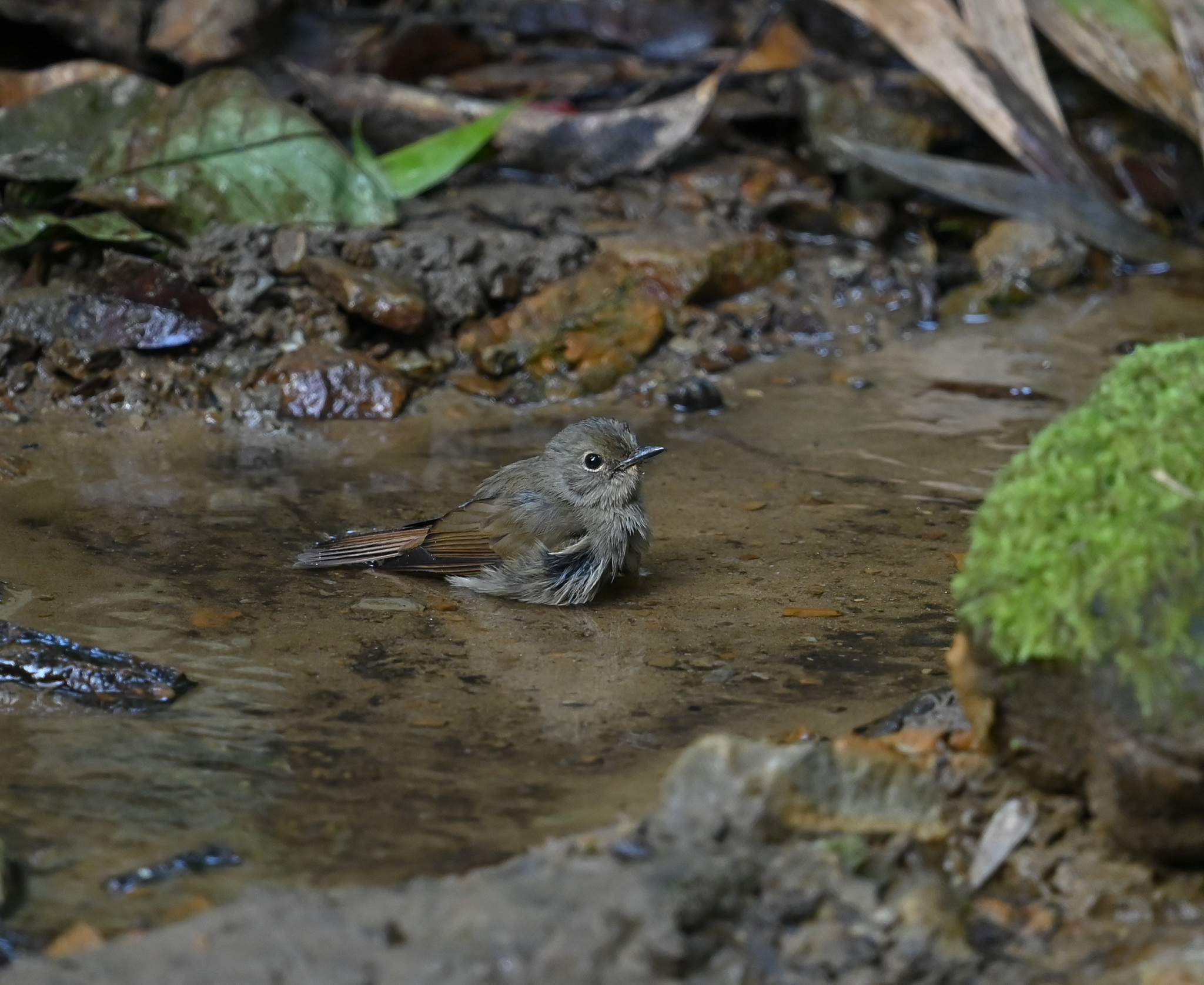 Pale Blue Flycatcher (Cyornis unicolor)