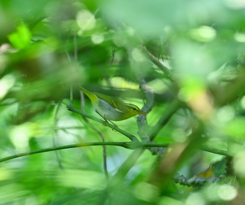 Yellow-vented Warbler (Phylloscopus cantator), photo 6