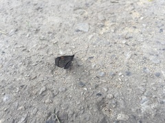 Sangalopsis microleuca