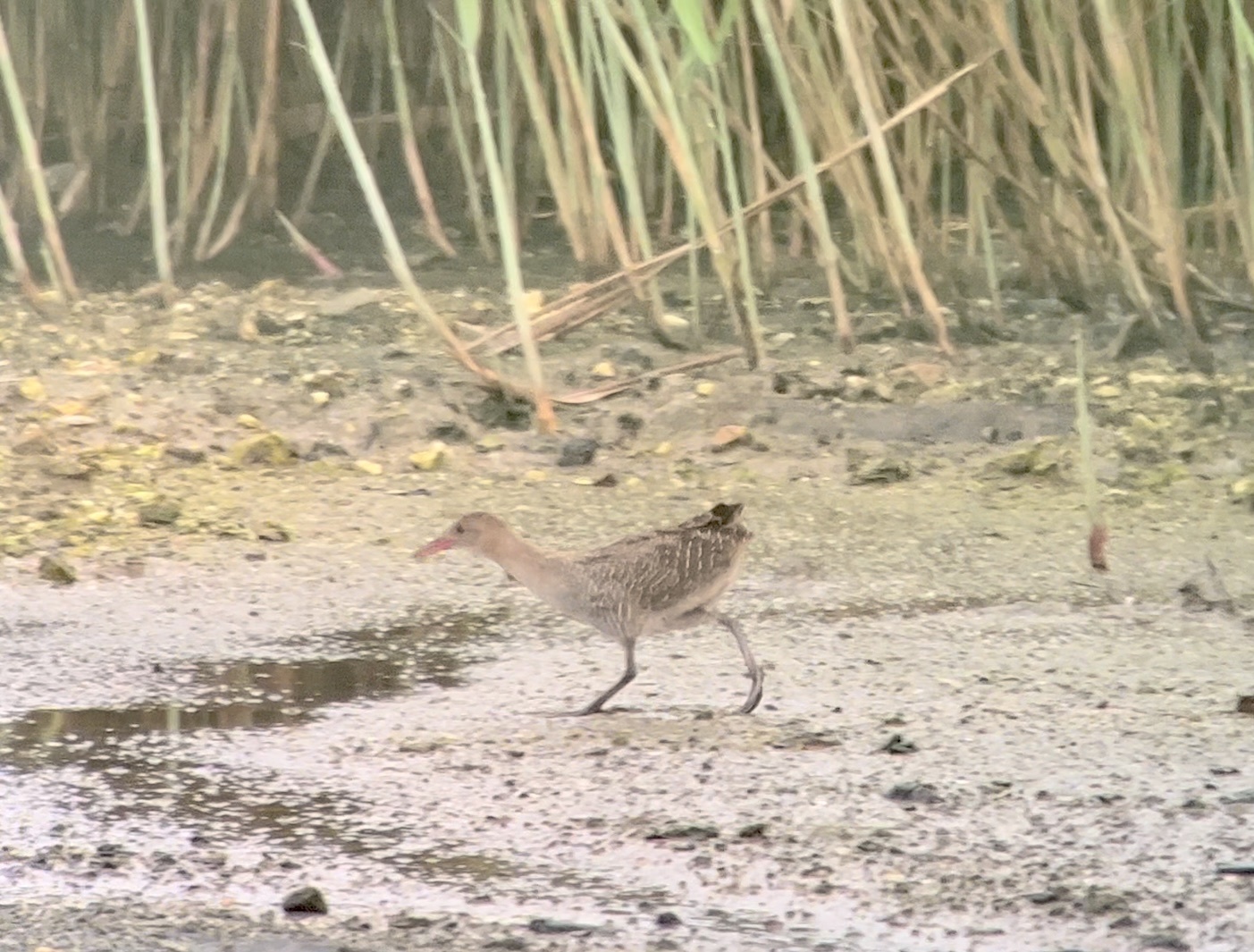 Slaty-breasted Rail