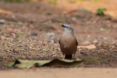 Chestnut-Tailed Starling photo 3
