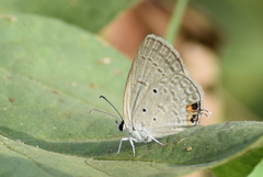 Euchrysops cnejus cnejus