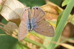Euchrysops cnejus cnejus
