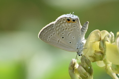 Euchrysops cnejus cnejus