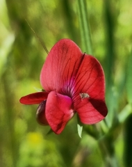 Lathyrus