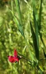 Lathyrus