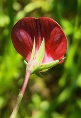 Lathyrus