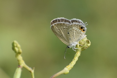 Euchrysops cnejus cnejus