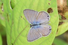 Euchrysops cnejus cnejus