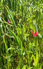 Lathyrus