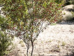 Dodonaea viscosa cuneata