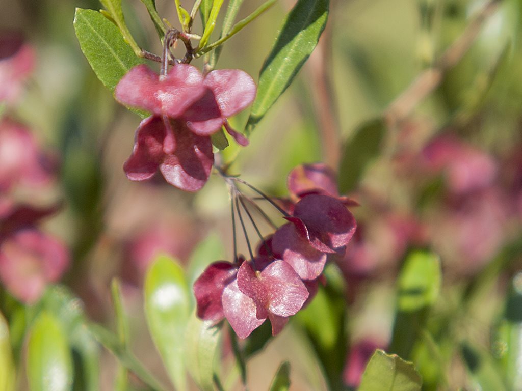 Dodonaea viscosa ssp. cuneata