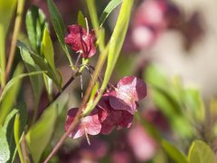 Dodonaea viscosa cuneata