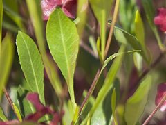 Dodonaea viscosa cuneata