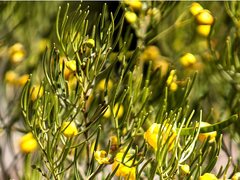 Senna artemisioides artemisioides
