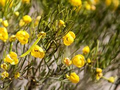 Senna artemisioides artemisioides