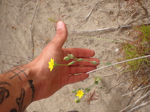 Blackstonia imperfoliata (Blackstonia imperfoliata)