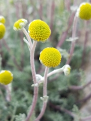 Artemisia potentilloides